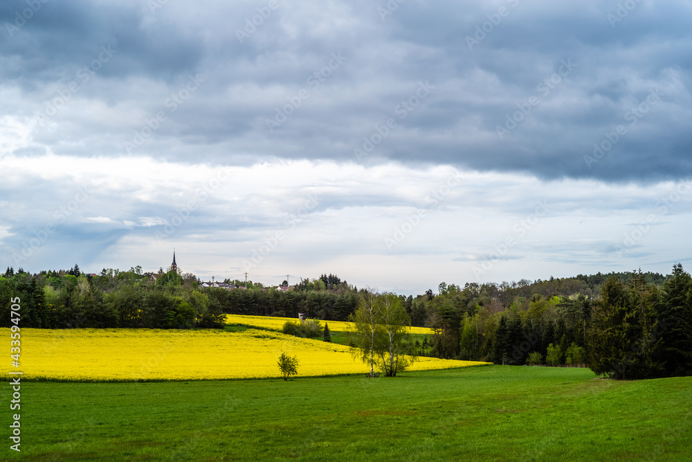 Fototapeta premium landscape with rapeseed