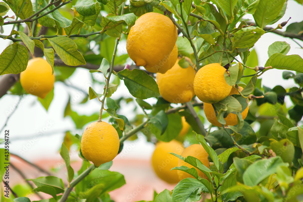 Yellow lemons hanging on tree. Fresh citrus fruits