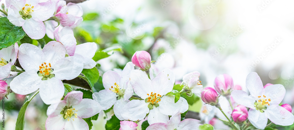 Beautiful blooming apple tree in spring close-up.
