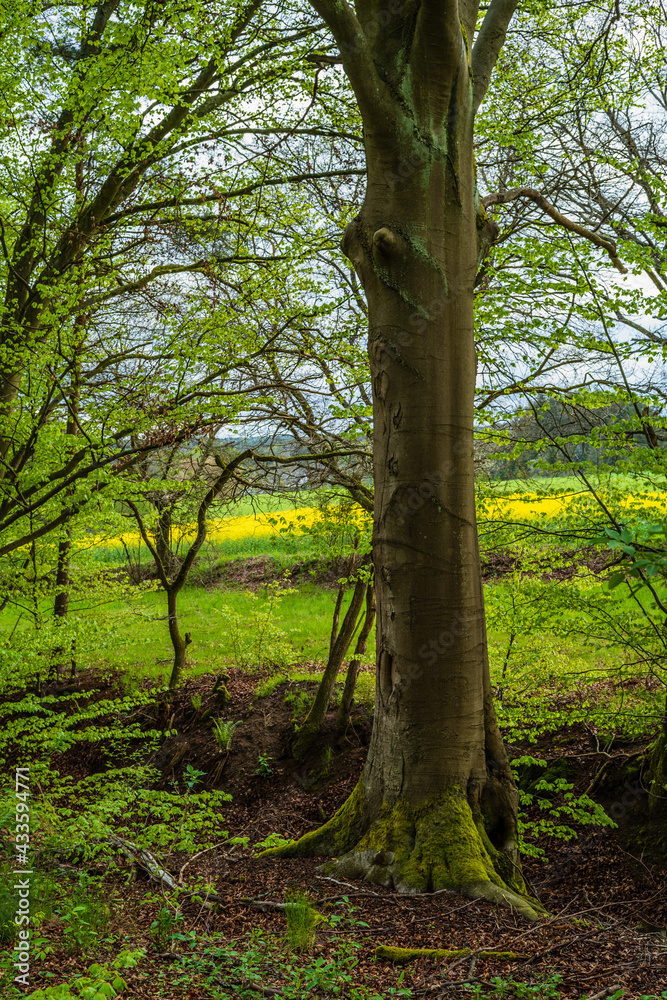 Obraz premium tree in the forest