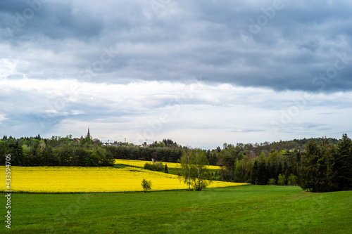landscape with rapeseed