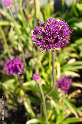 Onion bulb flower  Allium  rises in the garden