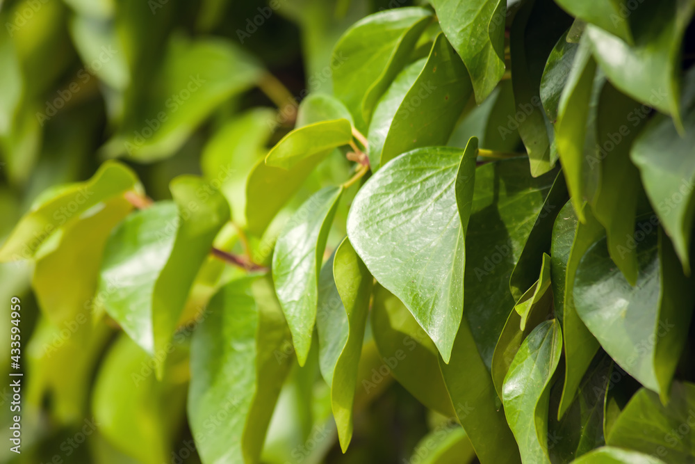 Green leaves background, natural texture Green leaves background, natural texture