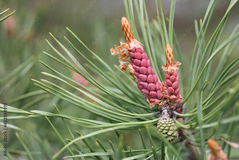 Young shoots of crimson pine and a small green cone Young shoots of crimson pine and a small green cone