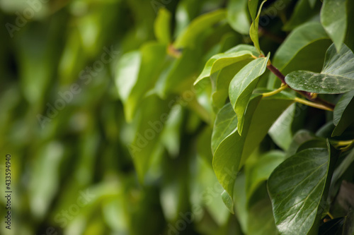 Green leaves background  natural texture
