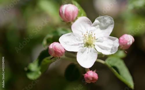 Blooming apple closeup  first flower open