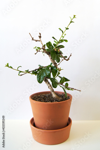 Bonsai Carmona microphylla, Bonsai tree a beautiful indoor plant. green home decor.
