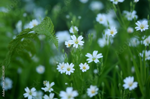Greater starwort, beauty of fragile, white spring flowers, green nature image