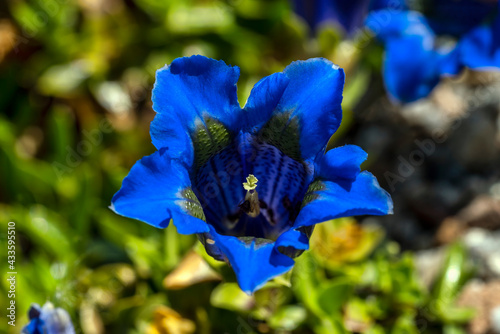 Gentiana occidentalis a spring flowering plant with a blue springtime flower commonly known as Pyrenean trumpet gentian  stock photo image