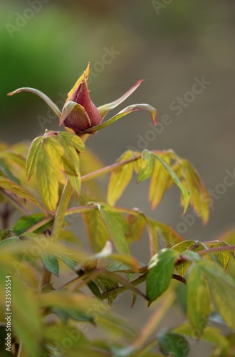 Tree peony  flower bud closeup, peony plant at spring
