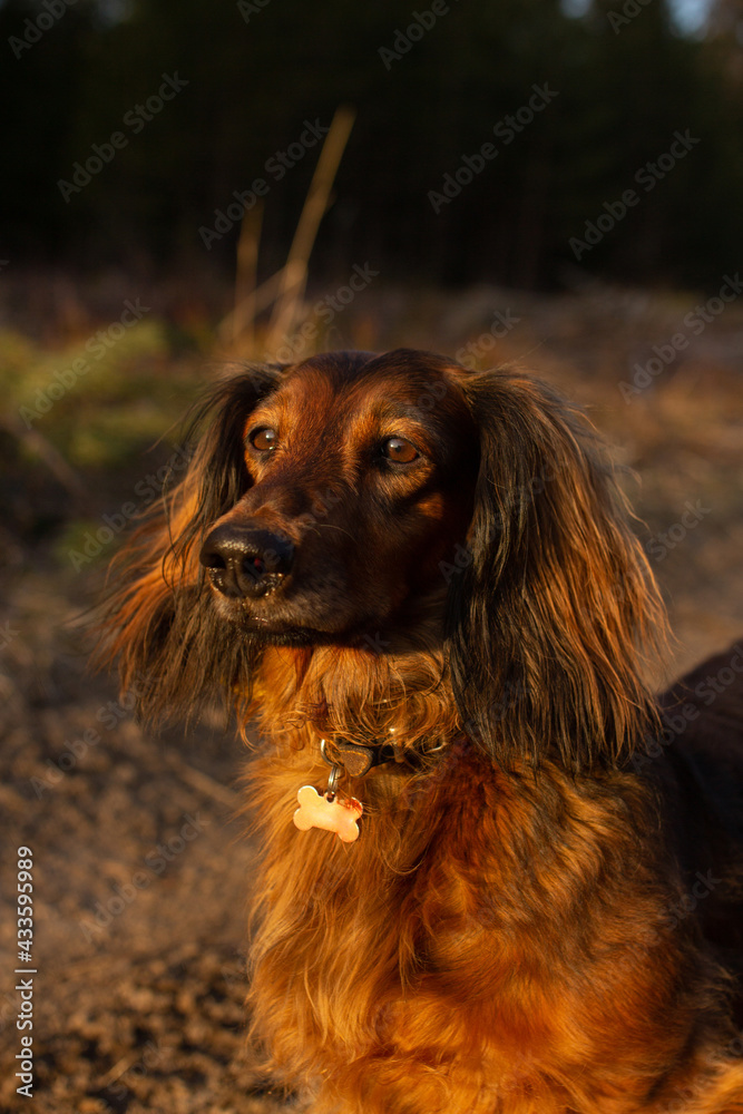 Red long haired dachshund standing near the forest and watching sunset, beautiful small dog portrait in nature Red long haired dachshund standing near the forest and watching sunset, beautiful small dog portrait in nature