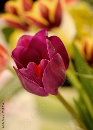 Purple tulip in tulips bouquet   bokeh