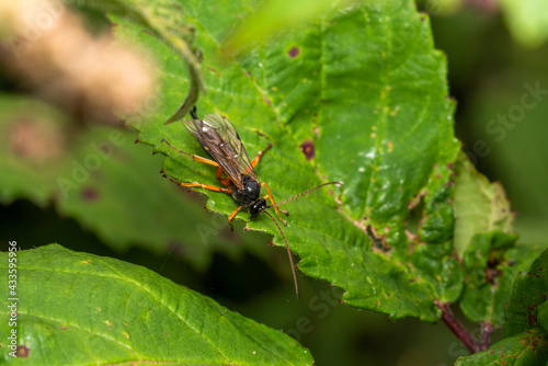 Black Slip Wasp (Pimpla rufipes) a parasitic black flying insect with orange legs, stock photo image © Tony Baggett