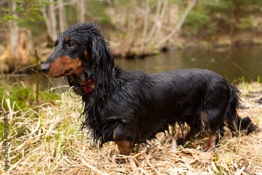 Wed black dachshund standing near the river and looking away, small dog portrait in forest hunting, long haired animal after swimming Wed black dachshund standing near the river and looking away, small dog portrait in forest hunting, long haired animal after swimming