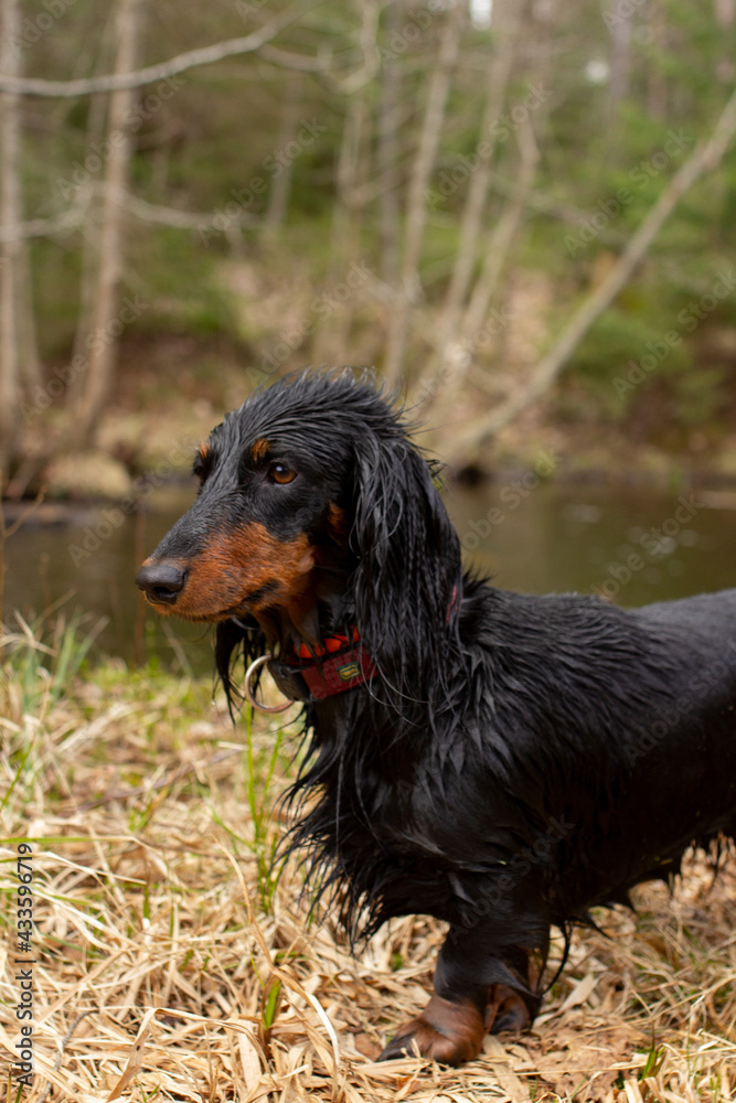 Wed black dachshund standing near the river and looking away, small dog portrait in forest hunting, long haired animal after swimming