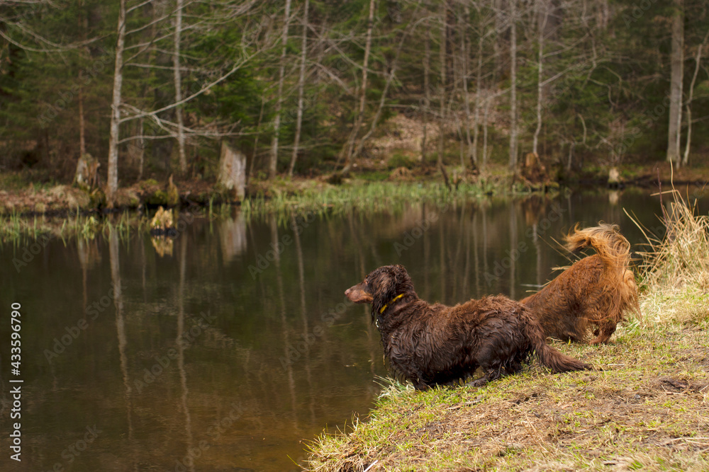 Fototapeta premium Two dachshuds standing near the lake in forest, small long haired brown dogs outdoors looking ahead, hunting