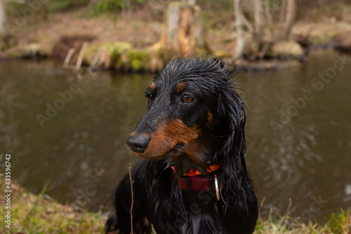 Wed black dachshund standing near the river and looking away, small dog portrait in forest hunting, long haired animal after swimming