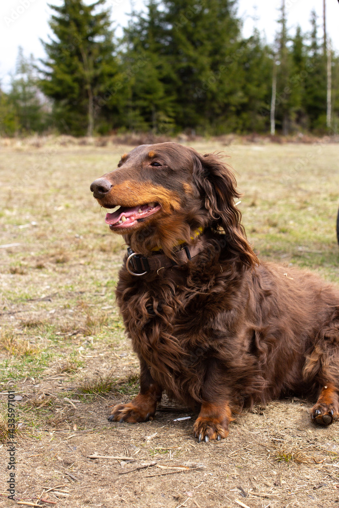 Brown long haired dachshund sitting on field and looking away, small dog outside, doxie portrait in nature
