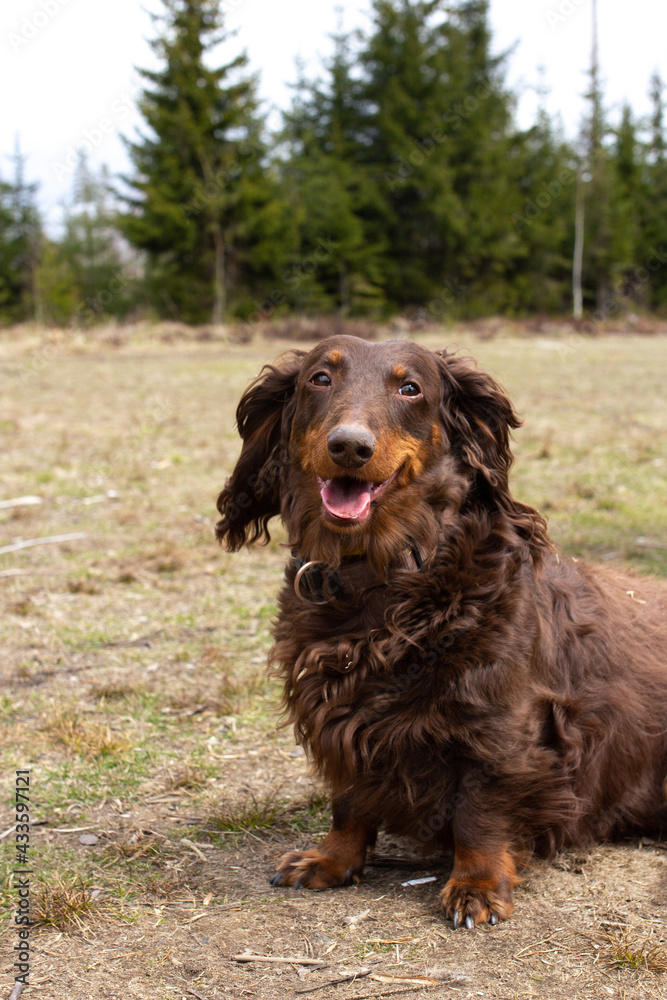 Brown long haired dachshund sitting on field and looking at camera, small dog outside, doxie portrait in nature