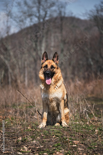 Walk with dog in fresh air. Portrait of a red haired black shepherd in nature. German Shepherd smiles big smile with its tongue sticking out and sits in woods on path.