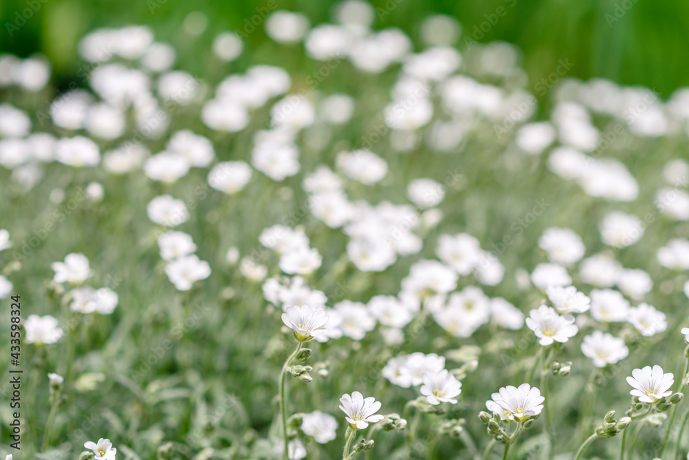 Beautiful white flowers against the background of green plants. Summer background Beautiful white flowers against the background of green plants. Summer background