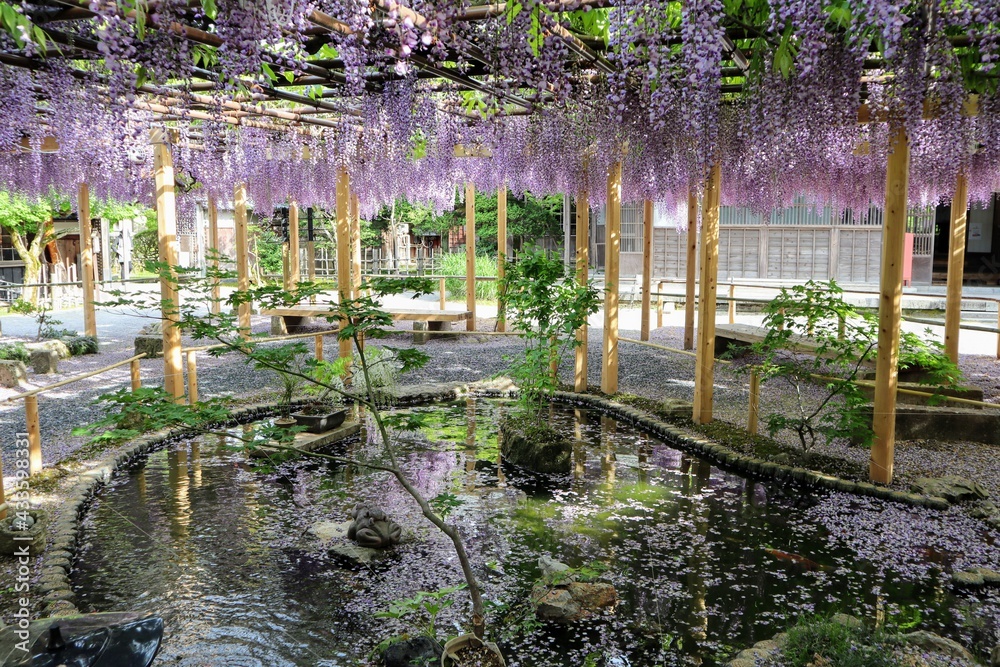 Fototapeta premium 日本の観光地の美しい藤の花