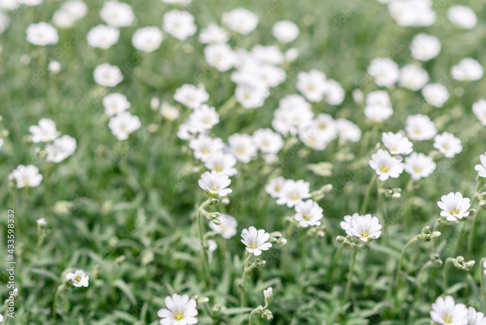Beautiful white flowers against the background of green plants. Summer background Beautiful white flowers against the background of green plants. Summer background