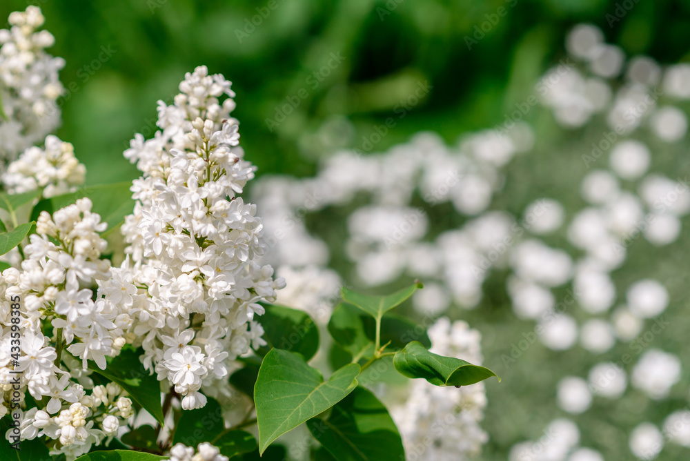 Beautiful white flowers against the background of green plants. Summer background Beautiful white flowers against the background of green plants. Summer background