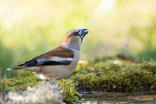 Hawfinch Coccothraustes coccothraustes. drinks water close up