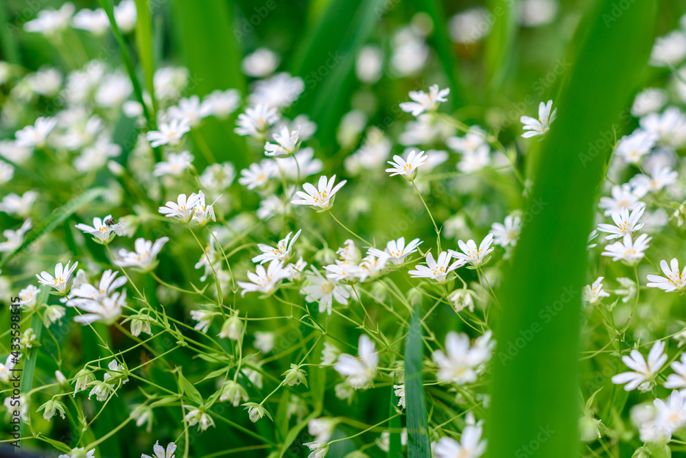 Beautiful white flowers against the background of green plants. Summer background Beautiful white flowers against the background of green plants. Summer background