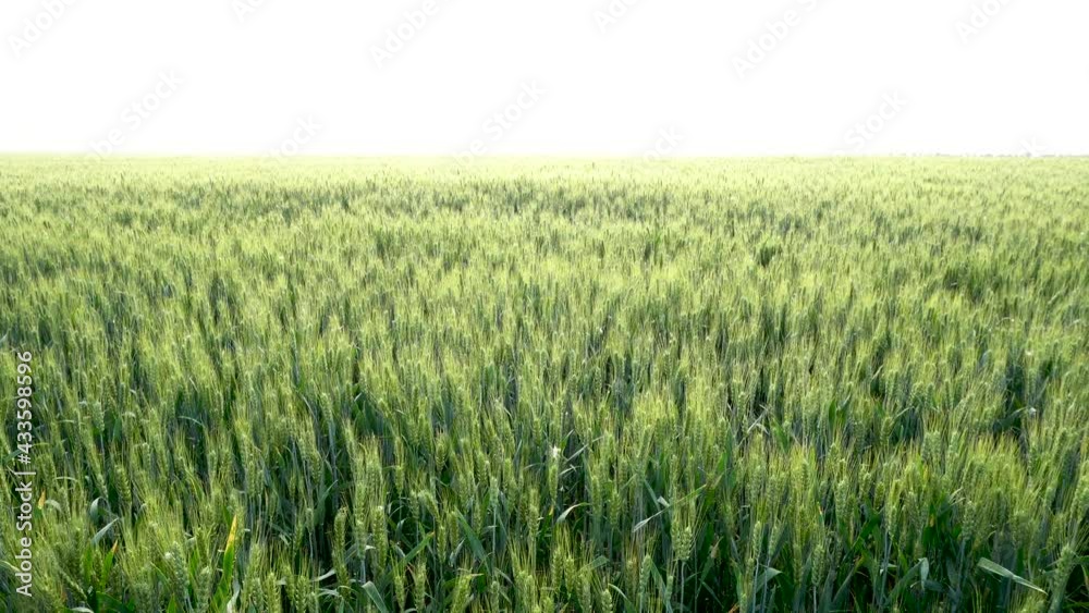 Green wheat in farm fields
