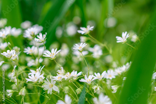 Beautiful white flowers against the background of green plants. Summer background