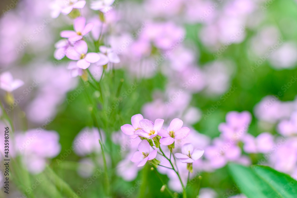 Beautiful pink flowers against the background of green plants. Summer background. Soft focus Beautiful pink flowers against the background of green plants. Summer background. Soft focus