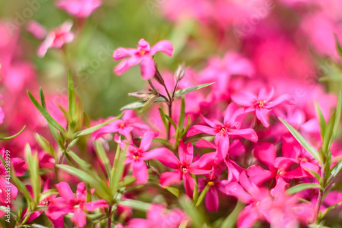 Beautiful pink flowers against the background of green plants. Summer background. Soft focus