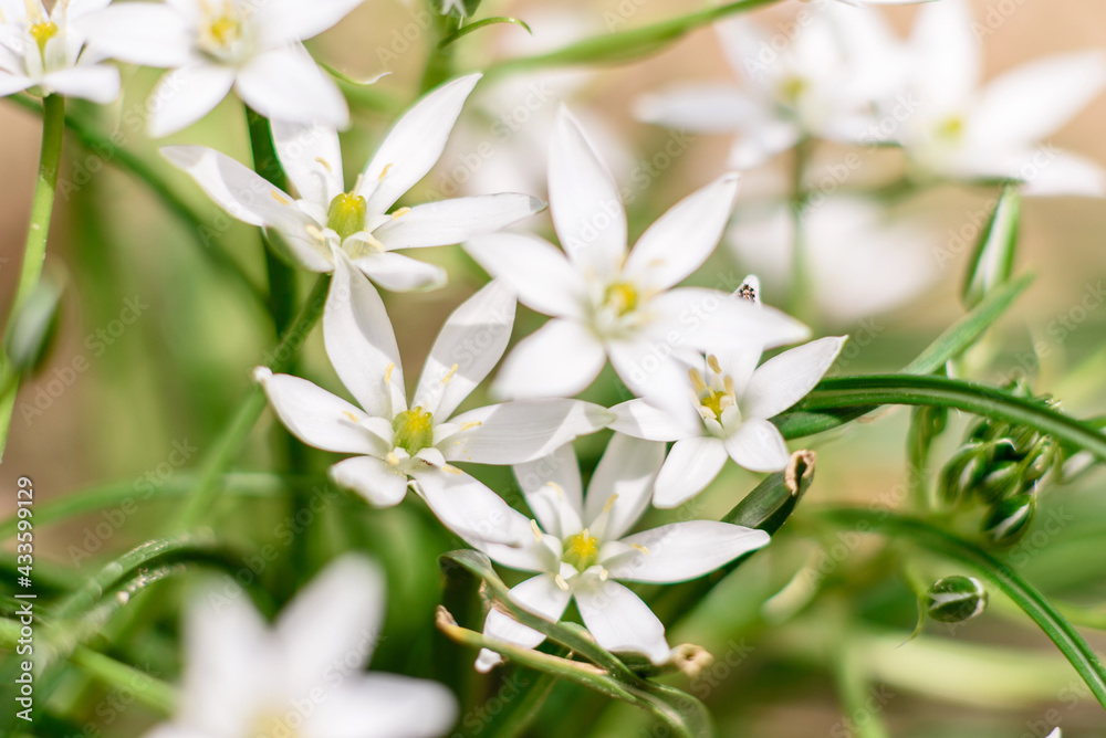 Beautiful white flowers against the background of green plants. Summer background Beautiful white flowers against the background of green plants. Summer background