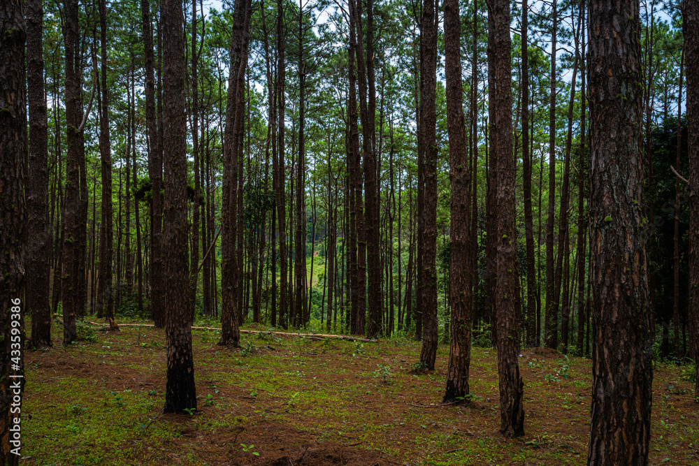Fototapeta premium Beautiful larch forest with different trees,pine forest green on the mountain on nature trail at Doi Bo Luang Forest Park, Chiang Mai, Thailand in the morning.