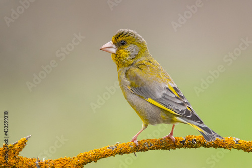 European Greenfinch Carduelis chloris. Greenfinch sits on branch