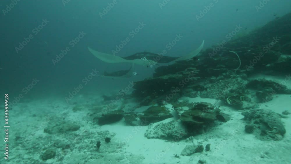 Gigantic Black Oceanic Birostris Manta Ray floating on a background of blue water in search of plankton. Underwater scuba diving. Shots it Mexico Socorro. Gigantic Black Oceanic Birostris Manta Ray floating on a background of blue water in search of plankton. Underwater scuba diving. Shots it Mexico Socorro.