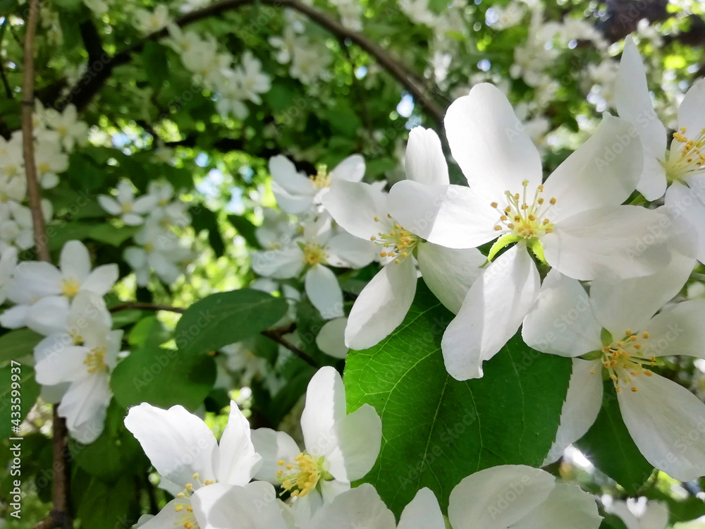Fototapeta premium White apple flowers on the green background. Photo with copy space.