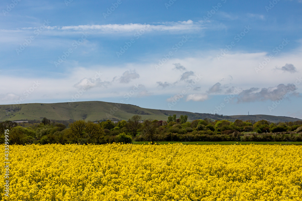 Looking out over a rapeseed/canola field in Sussex on a sunny spring day