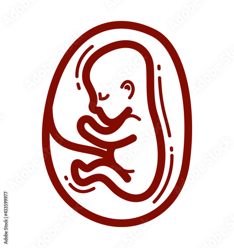 Human fetus embryo womb unborn child vector linear icon isolated on white background.