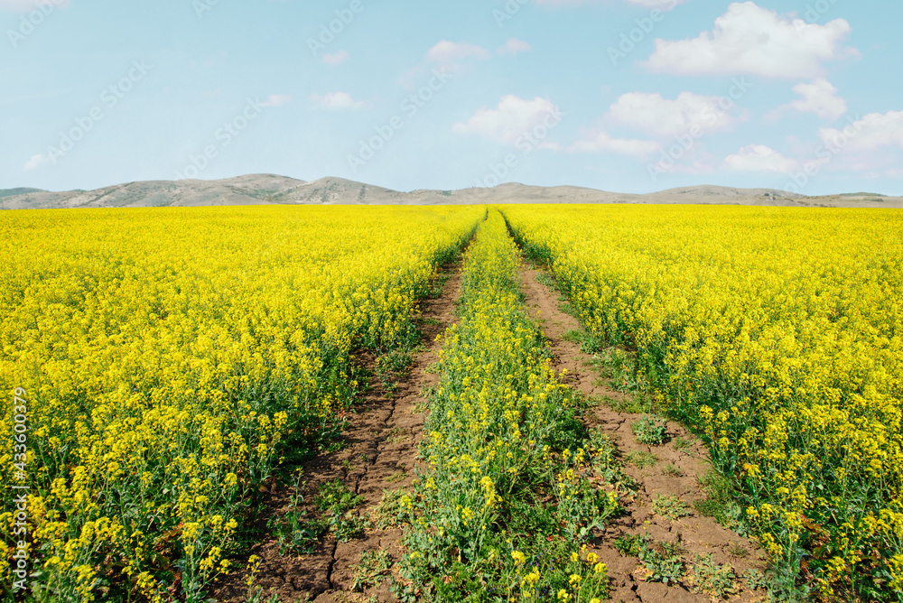 idyllic rural landscape with road and field of yellow flowers