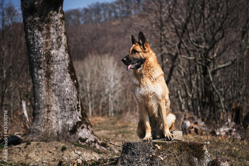 Portrait of red haired shepherd in nature. Dog sits on felled tree and poses. German Shepherd sits on tree stump in forest and looks away carefully. Walk with dog in fresh air.