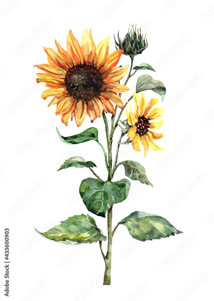 Obraz premium Sunflower with blossoming yellow heads on a stem with green leaves isolated on white background. Handmade watercolor for design of cards, invitations, prints, textiles, background, packaging.