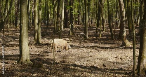  Wild boar in the summer forest photo