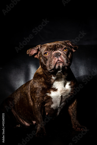 Porträt eines Hundes auf einer Couch, dramatisch, Dog, Bulldogge, französische Bulldogge