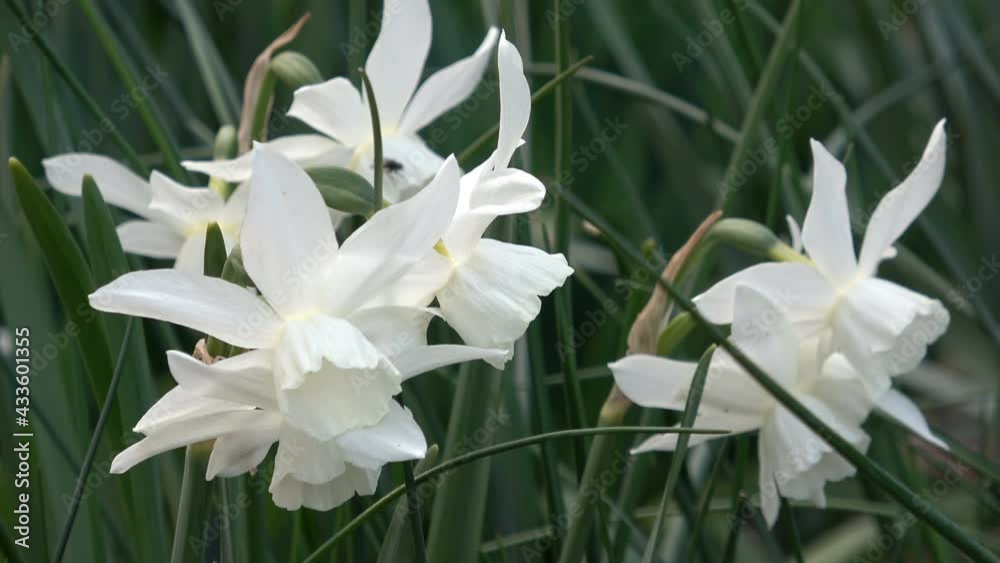 Pure white daffodils in full bloom in springtime/ Spring flowers Pure white daffodils in full bloom in springtime/ Spring flowers