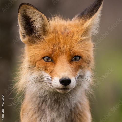 Portrait of a red fox Vulpes vulpes in the wild, with mite parasite © Tatiana