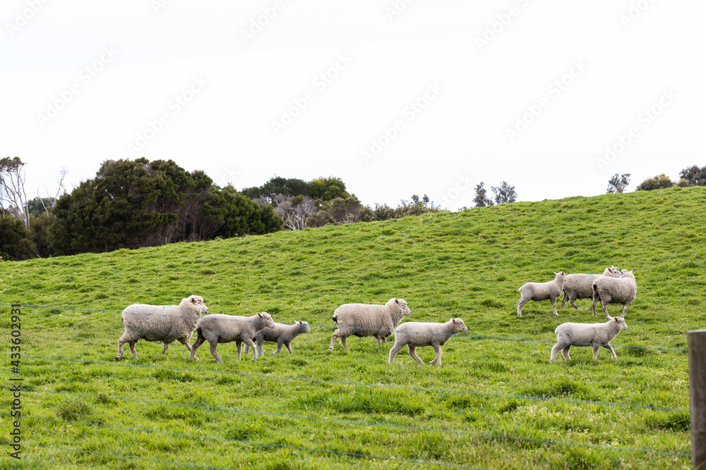 Fototapeta premium a flock of sheep and lambs on a free range sheep farm