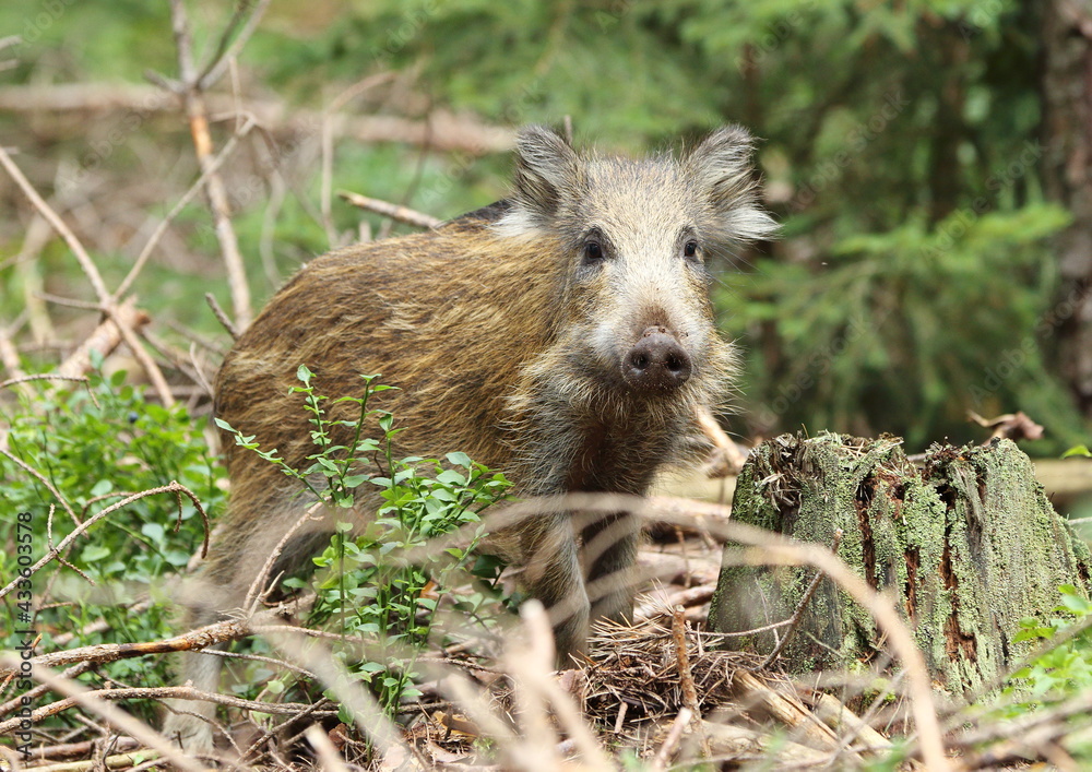 Little pig wild in nature. Wild boar. Animal in the forest (Sus Scrofa) Little pig wild in nature. Wild boar. Animal in the forest (Sus Scrofa)